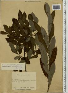 Salix cinerea × viminalis, Eastern Europe, Central region (E4) (Russia)