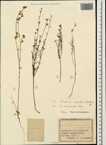 Linaria simplex (Willd.) DC., Caucasus, Armenia (K5) (Armenia)
