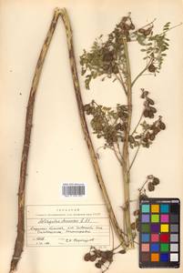Astragalus chinensis L.f., Siberia, Russian Far East (S6) (Russia)