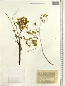 Moringa oleifera Lam., Africa (AFR) (Seychelles)