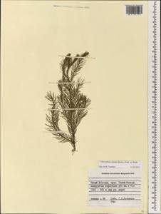 Dacrydium elatum (Roxb.) Wall. ex Loudon, South Asia, South Asia (Asia outside ex-Soviet states and Mongolia) (ASIA) (Vietnam)