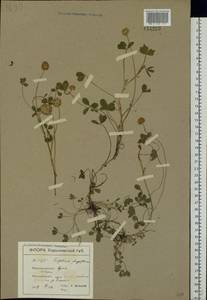 Trifolium fragiferum L., Eastern Europe, North Ukrainian region (E11) (Ukraine)