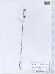 Helianthemum ledifolium (L.) Mill., Middle Asia, Kopet Dag, Badkhyz, Small & Great Balkhan (M1) (Turkmenistan)