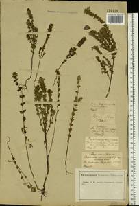 Euphrasia, Eastern Europe, Central forest-and-steppe region (E6) (Russia)