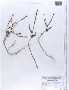 Sisymbrium officinale (L.) Scop., Eastern Europe, Middle Volga region (E8) (Russia)