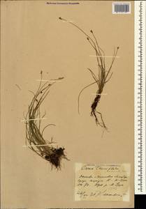 Carex tenuiflora Wahlenb., Caucasus, Stavropol Krai, Karachay-Cherkessia & Kabardino-Balkaria (K1b) (Russia)