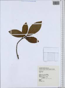 Ficus, South Asia, South Asia (Asia outside ex-Soviet states and Mongolia) (ASIA) (Taiwan)