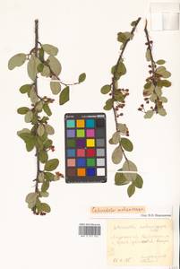 Cotoneaster melanocarpus G. Lodd., Siberia, Russian Far East (S6) (Russia)