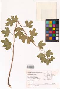 Ribes aureum Pursh, Eastern Europe, Central region (E4) (Russia)