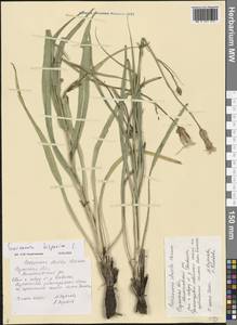 Pseudopodospermum tauricum (M. Bieb.) Vasjukov & Saksonov, Eastern Europe, Central region (E4) (Russia)