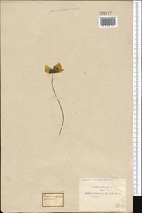 Papaver croceum Ledeb., Middle Asia, Western Tian Shan & Karatau (M3) (Uzbekistan)