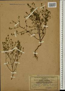 Satureja hortensis L., Caucasus, Azerbaijan (K6) (Azerbaijan)