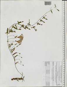 Convolvulus chinensis subsp. chinensis, Siberia, Altai & Sayany Mountains (S2) (Russia)