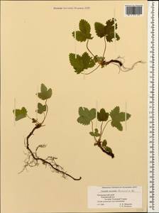 Potentilla micrantha Ramond ex DC., Caucasus, Black Sea Shore (from Novorossiysk to Adler) (K3) (Russia)