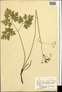 Physospermum cornubiense (L.) DC., Caucasus, Abkhazia (K4a) (Abkhazia)