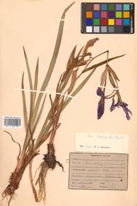 Iris laevigata Fisch., Siberia, Russian Far East (S6) (Russia)