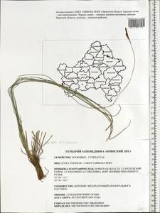 Carex umbrosa Host, Eastern Europe, Western region (E3) (Russia)