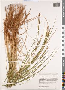 Carex appendiculata (Trautv. & C.A.Mey.) Kük., Siberia, Russian Far East (S6) (Russia)