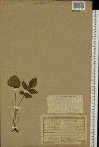 Valeriana, Eastern Europe, Central region (E4) (Russia)