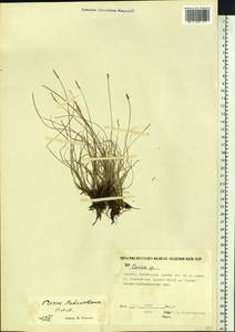 Carex parallela subsp. redowskiana (C.A.Mey.) T.V.Egorova, Siberia, Yakutia (S5) (Russia)
