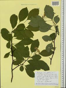 Crataegus crus-galli L., Eastern Europe, Moscow region (E4a) (Russia)