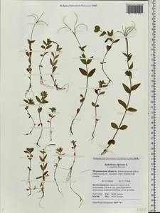 Epilobium anagallidifolium Lam., Eastern Europe, Northern region (E1) (Russia)