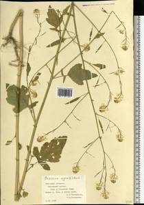 Rhamphospermum nigrum (L.) Al-Shehbaz, Eastern Europe, Central forest-and-steppe region (E6) (Russia)