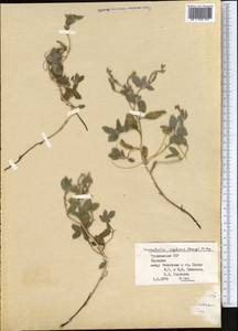 Tournefortia sogdiana (Bunge) Popov, Middle Asia, Karakum (M6) (Turkmenistan)