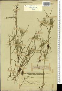 Bromus tectorum L., Caucasus, Azerbaijan (K6) (Azerbaijan)