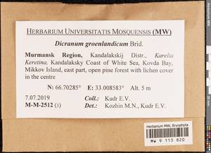 Dicranum groenlandicum Brid., Bryophytes, Bryophytes - Karelia, Leningrad & Murmansk Oblasts (B4) (Russia)