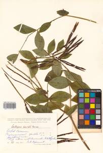 Lathyrus davidii Hance, Siberia, Russian Far East (S6) (Russia)