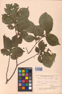 Ulmus laevis Pall., Middle Asia, Caspian Ustyurt & Northern Aralia (M8) (Kazakhstan)