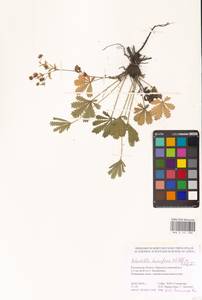 Potentilla humifusa Willd. ex D. F. K. Schltdl., Eastern Europe, Rostov Oblast (E12a) (Russia)