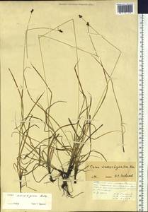 Carex norvegica Retz. , nom. cons., Siberia, Russian Far East (S6) (Russia)