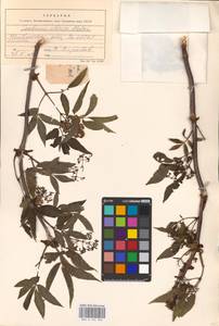 Sambucus racemosa L., Eastern Europe, Eastern region (E10) (Russia)