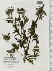 Ambrosia artemisiifolia L., Eastern Europe, Moscow region (E4a) (Russia)