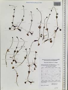 Ranunculus sulphureus, Siberia, Russian Far East (S6) (Russia)