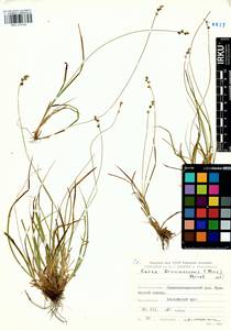 Carex brunnescens (Pers.) Poir., Siberia, Altai & Sayany Mountains (S2) (Russia)