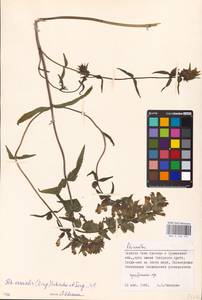 MHA 0 162 091, Rhinanthus serotinus var. vernalis (N. W. Zinger) Janch., Eastern Europe, Northern region (E1) (Russia)