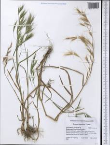 Bromus japonicus Houtt., Middle Asia, Northern & Central Tian Shan (M4) (Kyrgyzstan)