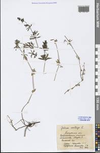 Galium mollugo L., Eastern Europe, Moscow region (E4a) (Russia)