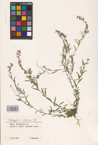 Polygala vulgaris L., Eastern Europe, Lithuania (E2a) (Lithuania)