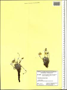 Potentilla ×prostrata Rottb., Siberia, Central Siberia (S3) (Russia)