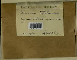 Dicranum majus Turner, Bryophytes, Bryophytes - Karelia, Leningrad & Murmansk Oblasts (B4) (Russia)