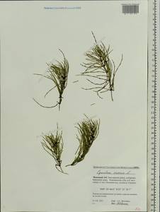 Equisetum arvense L., Eastern Europe, Northern region (E1) (Russia)
