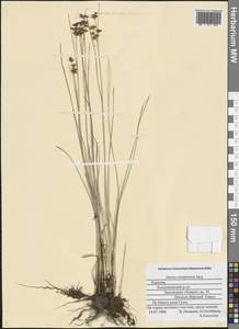 Juncus compressus Jacq., Eastern Europe, Northern region (E1) (Russia)