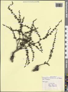 Rumex pulcher L., Caucasus, Black Sea Shore (from Novorossiysk to Adler) (K3) (Russia)