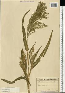 Panicum miliaceum L., Eastern Europe, Moscow region (E4a) (Russia)