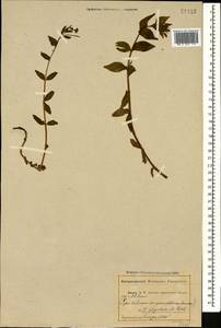 Epilobium algidum M. Bieb., Caucasus, Abkhazia (K4a) (Abkhazia)