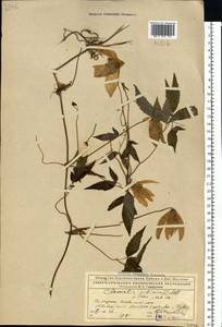 Clematis sibirica (L.) Mill., Eastern Europe, Northern region (E1) (Russia)